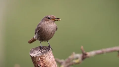 A common red start in the wild Stock Footage 311017832