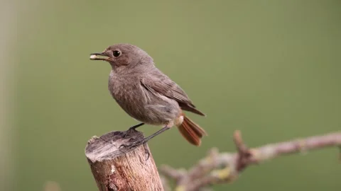 A common red start in the wild Stock Footage 311017833