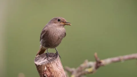 A common red start in the wild Stock Footage 311017834