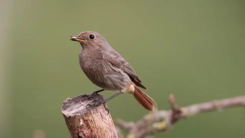 A common red start in the wild Stock Footage 311017853