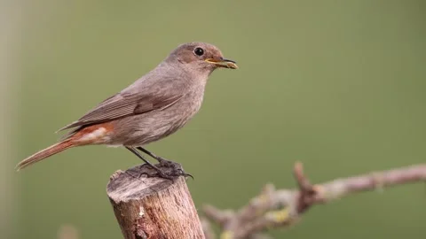A common red start in the wild Stock Footage 311017902