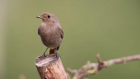 A common red start in the wild Stock Footage 311017922