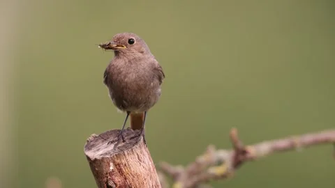 A common red start in the wild Stock Footage 311017988