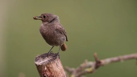 A common red start in the wild Stock Footage 311018014