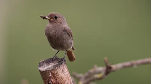 A common red start in the wild Stock Footage 311018021