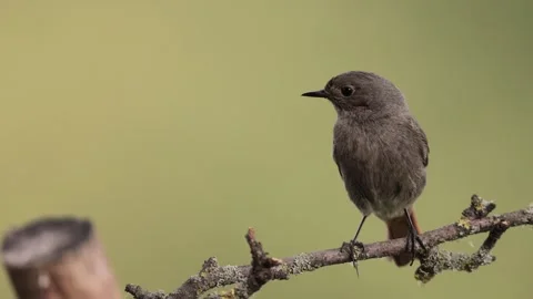 A common red start in the wild Stock Footage 311018283