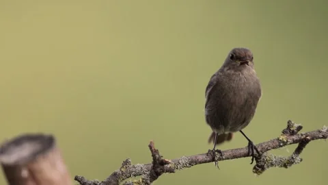 A common red start in the wild Stock Footage 311018324