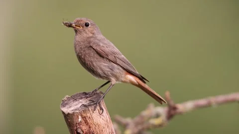 A common red start in the wild Stock Footage 311018345