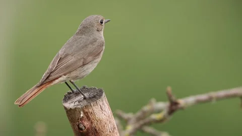 A common red start in the wild Stock Footage 311018361