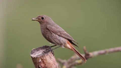 A common red start in the wild Stock Footage 311018487