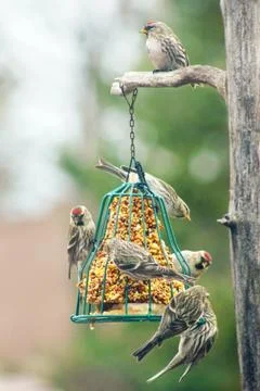 Common redpoles at feeder Stock Photos