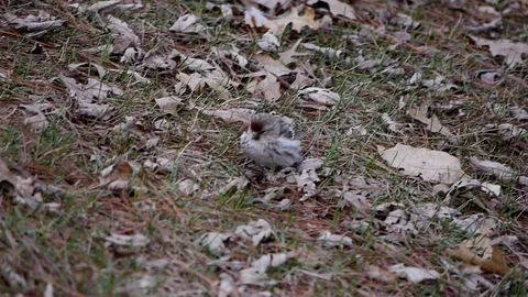 Common Redpoll hops about on lawn looking for food in early spring. Video stock 71196222
