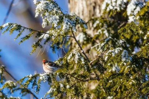 Common Redpoll perched in a pine tree Stock Photos