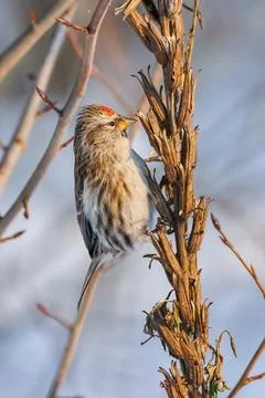 Common redpoll perching on dry evening primrose stems on blurred background Stock Photos