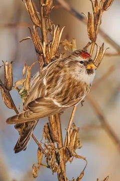 Common redpoll perching on dry evening primrose stems on blurred background Stock Photos