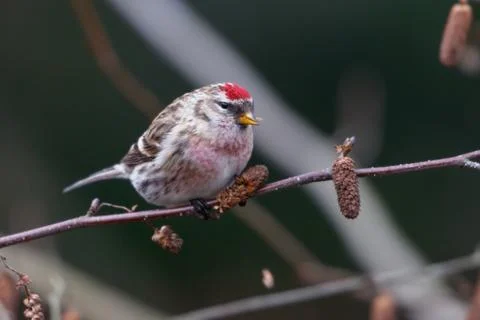 Common Redpoll Stock Photos