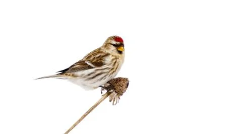 Common redpoll. Stock Photos
