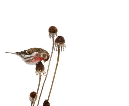 Common redpoll. Stock Photos
