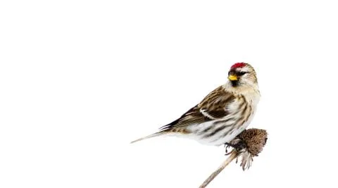 Common redpoll. Stock Photos
