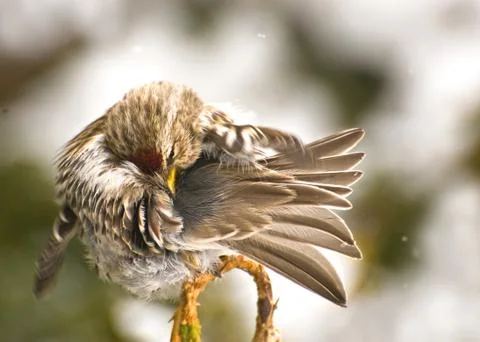 Common redpoll Preening. Stock Photos
