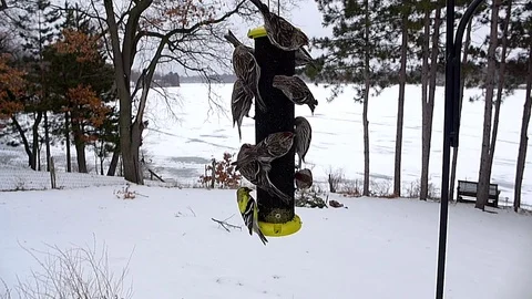 Common Redpolls crowded onto feeder by lake in winter. Video stock 71194684