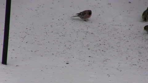 Common Redpolls Feeding on the Ground Stock Footage 23298577