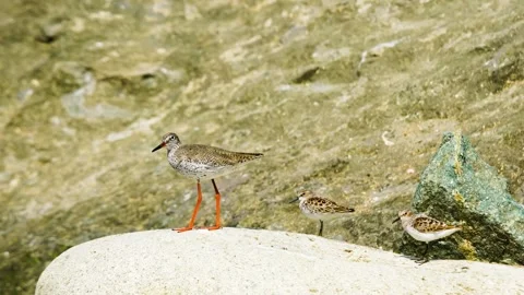 Common Redshank and Two Sanderlings Resting on a Rock Near Water Stock Footage 301070791