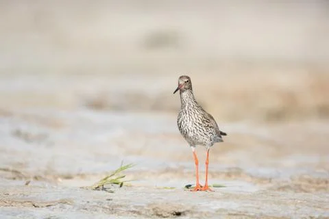 Common redshank at the beach Stock Photos