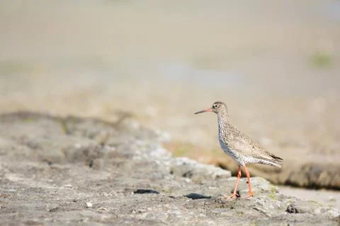 Common redshank at the beach Fotos Stock