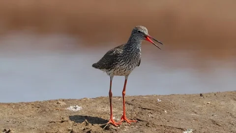 Common Redshank Bird Standing on Muddy Ground with Bright Red Legs Vidéo 328440979