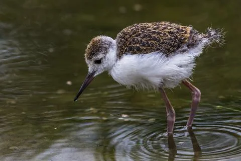 Common redshank chick Stock Photos