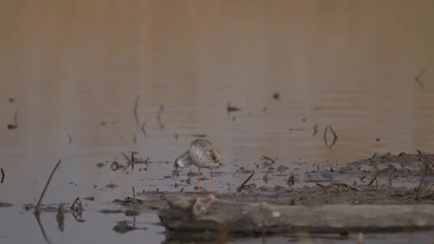 Common redshank cleans feathers on the river shore Stock Footage 283984994
