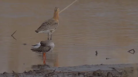Common redshank cleans his feathers on the river shore Stock Footage 283985502
