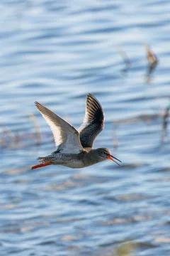Common redshank in flight, wings up Stock Photos