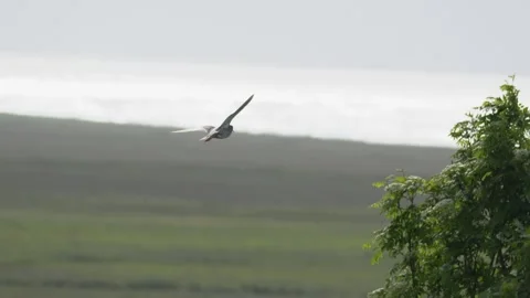 Common Redshank flying over Icelandic landscape in slow motion 4K UHD Stock Footage 339749087