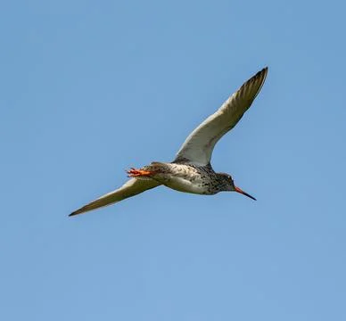 Common Redshank Flying Stock Photos