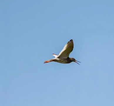 Common Redshank Flying Stock Photos