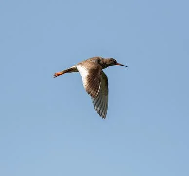 Common Redshank Flying Stock Photos