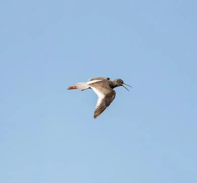 Common Redshank Flying Stock Photos