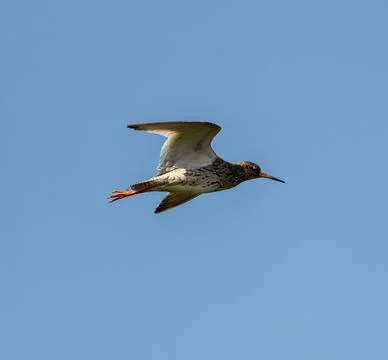 Common Redshank Flying Stock Photos