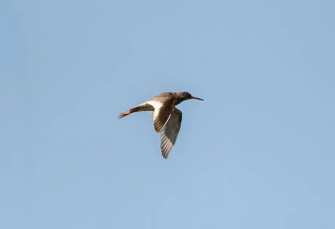 Common Redshank Flying Stock Photos