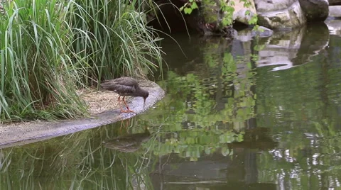 Common redshank Stock Footage 42759154