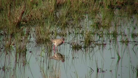 Common redshank Stock Footage 225463897