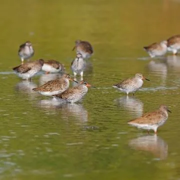 Common redshank Stock Photos