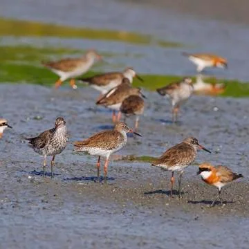 Common redshank Stock Photos