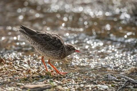 Common redshank Stock Photos