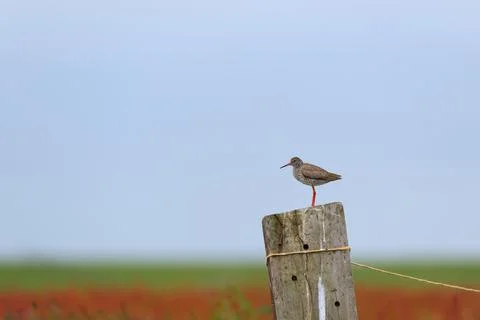 Common Redshank on pole Stock Photos