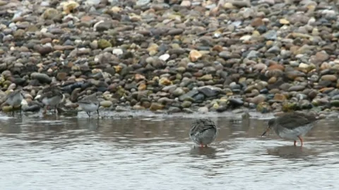 Common Redshank, Redshank, Tringa tetanus Stockbeeldmateriaal 139923178