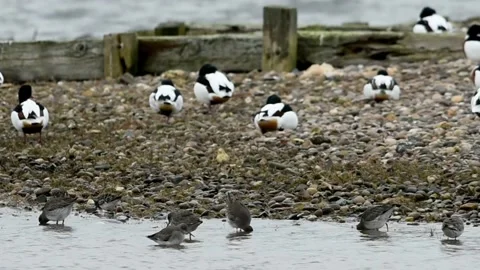 Common Redshank, Redshank, Tringa tetanus Vidéo 139923193