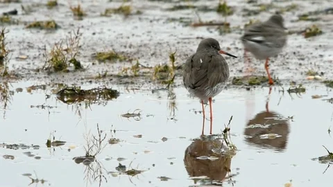 Common Redshank, Redshank, Tringa tetanus Vidéo 139923310